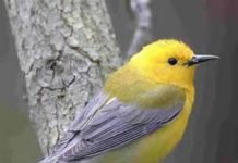 我的家园 鸟的乐园