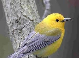 我的家园 鸟的乐园