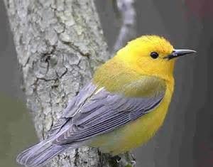 我的家园 鸟的乐园