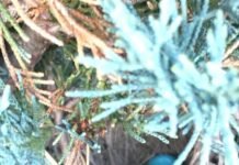 北美知更栖吾家