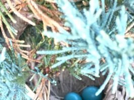 北美知更栖吾家