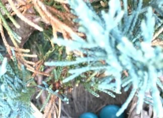 北美知更栖吾家