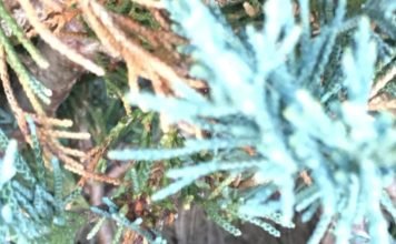 北美知更栖吾家