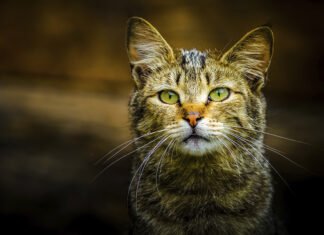 可爱的小猫