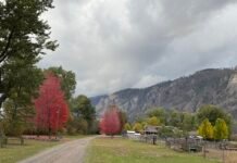 我从山中来 带来山中事