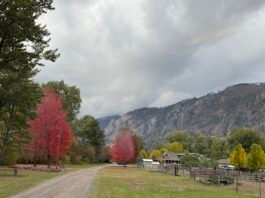 我从山中来 带来山中事