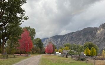 我从山中来 带来山中事